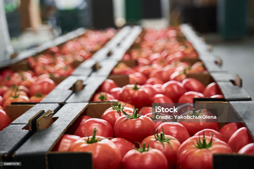 Alimentos y bebidas